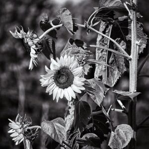 photo Fall Blossoms - Taken in the Community Gardens on August 4, 2013 by Lonnie Kishiyama