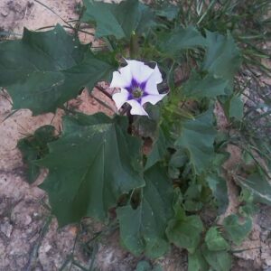 photo Woodland Flower - Taken September 7. 2013 by Deborah Deckert