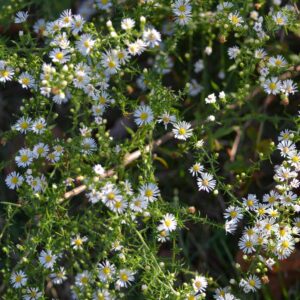 photo Fall Flowers - Taken near the Visitors Center in October 2013 by Melinda Myers