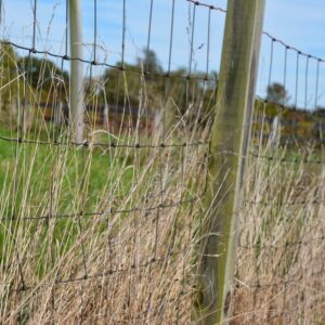photo Grass and Wire - Taken near  in September 2013 by Melinda Myers