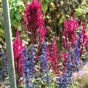 photo Garden Colors - Taken in the Community Garden on September 26, 2013 by Karen Schoenaar