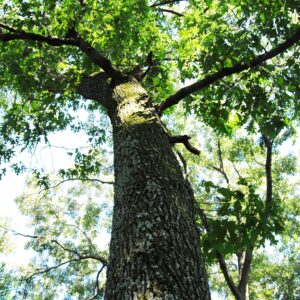 photo Red Oak - Taken near the Woodland Garden on July 29, 2013 by Audrey Stuller