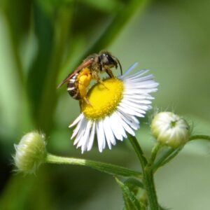 photo Pollinator - Taken on June 15 2013 by Martin McCann