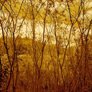 photo Saplings - Taken by the Main Loop Trail on September 21, 2013 by Shayna Matthews