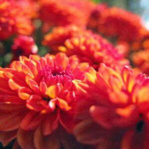 photo Red Flowers - Taken in the Kitchen Garden on October 18, 2013 by Victoria Mucciacciaro