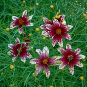 photo Summer Flowers - Taken on June 27, 2013 by Sarah Jay