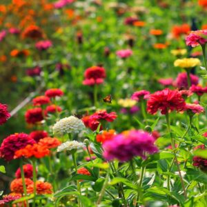 photo Butterfly's Paradise - Taken in the Community Gardens on September 7, 2013 by Jeffrey Kozub
