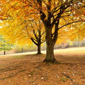 photo Dressed for Fall - Taken on October 31, 2013 by Joseph Pobre