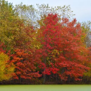 photo Fall Colors - Taken at the large holding pond near the park entrance on October 30,2013 by Matt Stevens