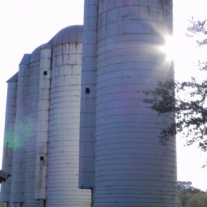 photo Standing Tall - Taken on October 30, 2013 by Sarah Jay