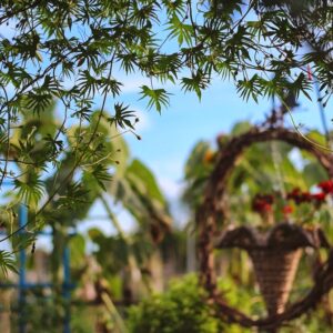 photo Secret View (Into a Not So Secret Garden) - Taken in the Community Gardens on September 7, 2013 by Jeffrey Kozub