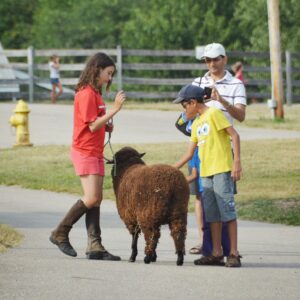 photo Showing  Sheep - Taken  on  September  7  2013 by Martin  McCann