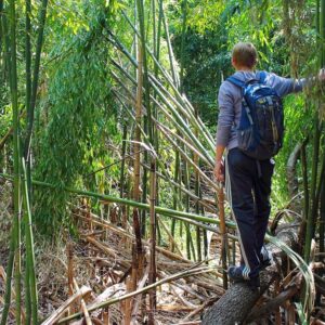 photo Exploring  the  Bamboo  Woods - Taken  on  April  21,  2013 by Chuck  Kozub