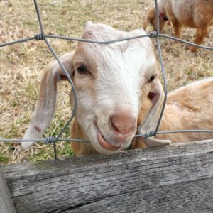 photo Hey there friend! - Taken at the goat pasture on March 21, 2014 by Jessica Kozlowski