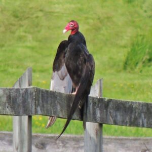 photo Soaking up the Sun - Taken on the cow pasture fence on May 19, 2014 by Mary Gallo