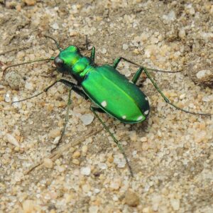 photo Green is my Color - Taken on wooded path on May 4, 2014 by Mary Gallo