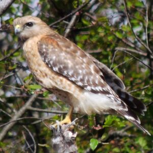 photo Permanent Resident - Taken on the wildflower trail on April 23, 2014 by Mary Gallo