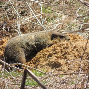 photo Liking My New Home - Taken on wooded path on April 6, 2014 by Mary Gallo