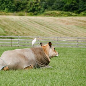 photo Friends - Taken in the field Behind the Cattle Barn on September 7, 2014 by Brook Ekenstam