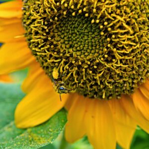 photo Bee Covered in Pollen - Taken in the garden area of Kinder Farm Park on August 29, 2014 by Kathleen Nutter
