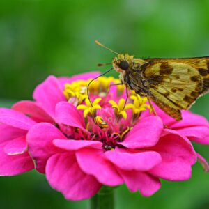 photo Butterfly Drinking from Flower - Taken in the garden area of Kinder Farm Park on August 29, 2014 by Kathleen Nutter