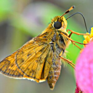photo Skipper Butterfly - Taken in the garden area of Kinder Farm Park on August 29, 2014 by Kathleen Nutter