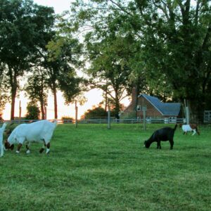 photo Grazing by Sunset - Taken in Kinder Farm Park on October 4, 2014 by Paula E. Connor