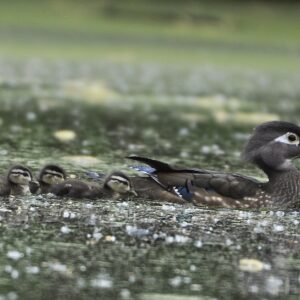 photo On the Move - Wood Ducklings with mother taken at Cattail Pond on May 10, 2014 by Sharon Bloomfield
