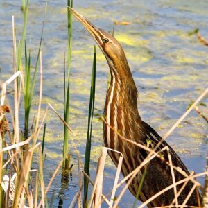 photo Blending In - Bittern at Cattail Pond taken on April 26, 1014 by Sharon Bloomfield