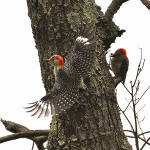 photo Taking Flight - Red Bellied Woodpeckers taken along path by the shed & small pond on May 10, 2014 by Sharon Bloomfield