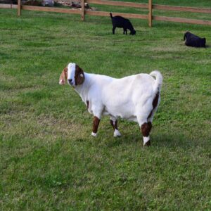 photo Posing Again for Another Visitor - Taken at the goat pasture  on October 18, 214 by Linda S. Hall