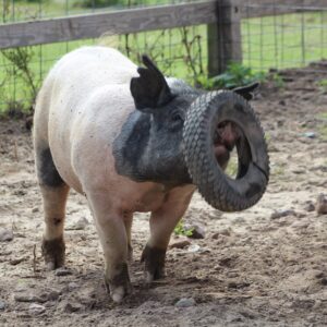 photo Squealing Good Time - Taken at the pig sty on October 3, 2014 by Janel Rollin