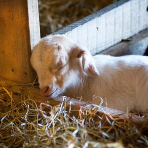 photo Sleeping Beauty - Taken in the Cattle Barn on October 17, 2014 by Randy Walker