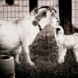 photo Mother's Comfort - Taken outside the Cattle Barn on October 17, 2014 by Randy Walker