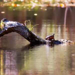 photo Lazy Day - Taken at Bunk's Pond on October 17, 2014 by Randy Walker