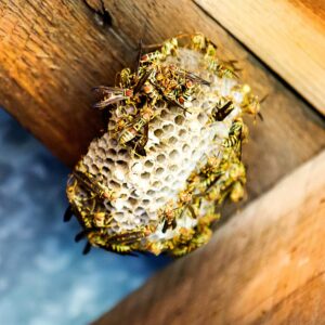 photo Teamwork - Taken in loafing shed near the main trail on October 17, 2014 by Randy Walker