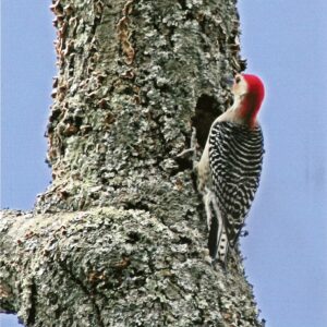 photo Woody - Taken on the Perimeter Trail a little way past the Woodland Garden on May 2, 2014 by Karen Schoenhaar