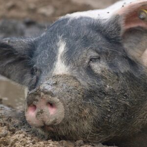 photo Bliss - Taken at the pig pen  during the Summer by Kristyna Kishiyam