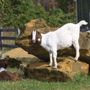 photo Happy Goats - Taken in the goat pen on October 20, 2014 by Martin Veloso