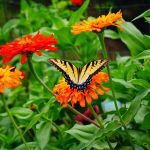 photo Butterfly into the Mist - Taken at the Community Gardens on June 13, 2014 by Madison Gibson
