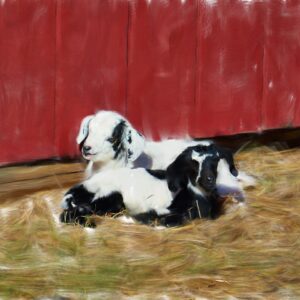 photo Baby Goats - Taken on October 26, 2014 by James H. Finnerty