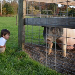 photo Taking a Look - Taken at the pig pen on October 30, 2014 by Patrick Gillespie