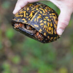 photo Turtle - Taken on the road near Hidden Pond on September 21, 2014 by Martin McCann