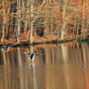 photo Smooth Landing - Taken at the pond near the park entrance on January 1, 2014 by Jeffrey Kozub