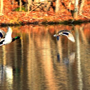 photo Wingman - Taken at the pond near the park entrance on January 1, 2014 by Jeffrey Kozub