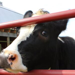 photo Cow - Taken on September 20, 2014 by Amy Rittenhouse