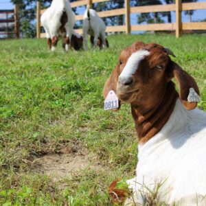 photo Goat Close Up - Taken on September 20, 2014 by Amy Rittenhouse