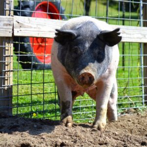 photo What a Ham - Taken on September 27, 2014 by Dina Malkiewicz