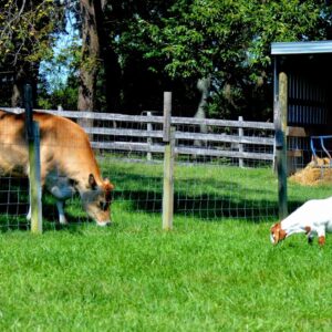 photo Lunch With a Friend - Taken near barns on September 27, 2014 by Dave Malkiewicz