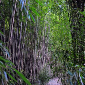 photo Bamboo Jungle - Taken in March of 2014 by Terry Niec